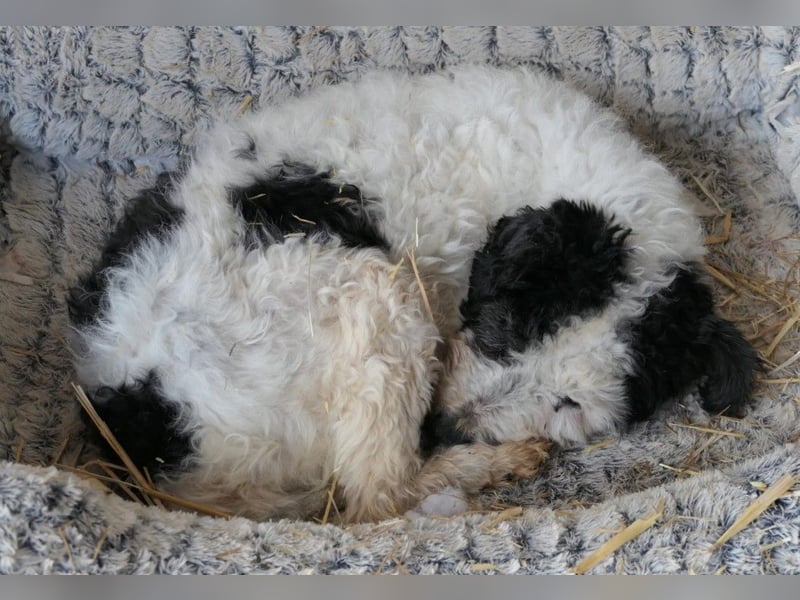 PIPO - hübscher Rüde sucht einfühlsames Zuhause