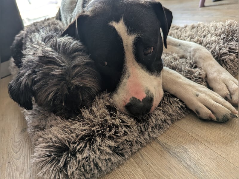 Kira sucht ihren Menschen