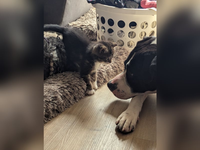 Kira sucht ihren Menschen