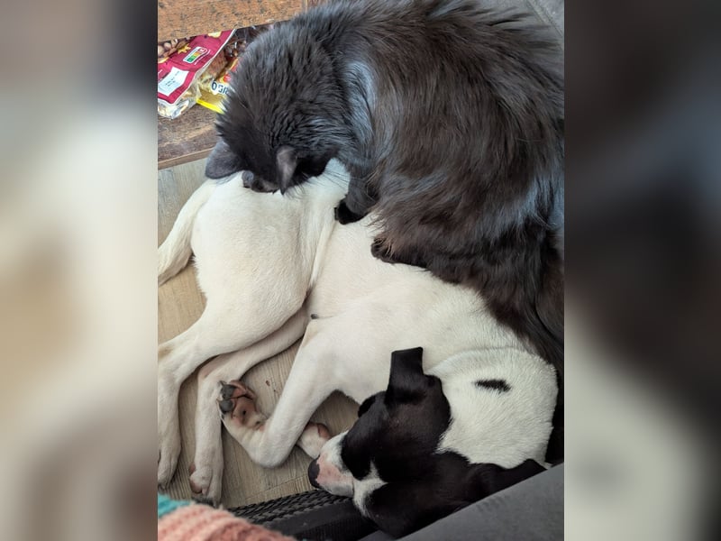 Kira sucht ihren Menschen