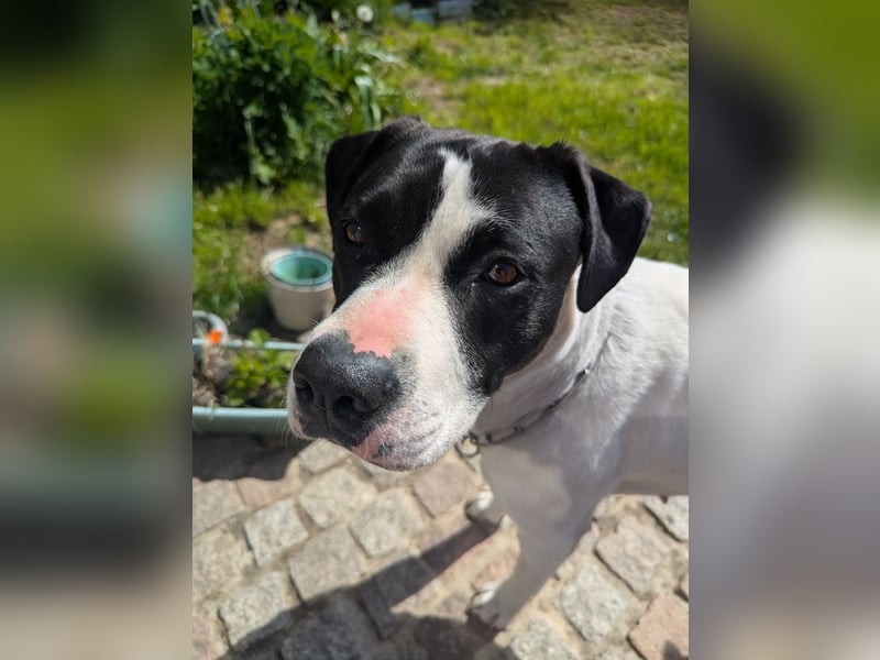 Kira sucht ihren Menschen