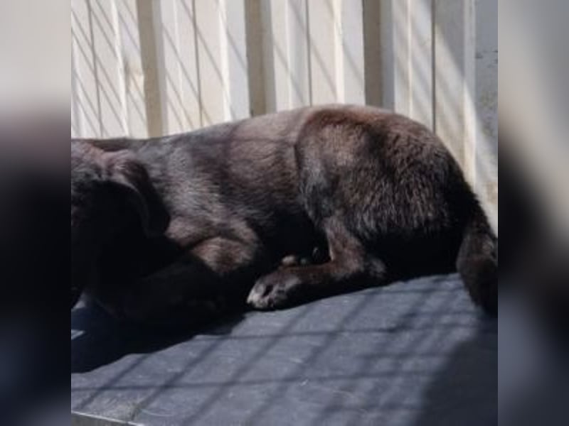 DIVA-wer kann der kleinen Maus mit glänzendem schwarzen Fell und hoffnungsvollen Blick wiederstehen?