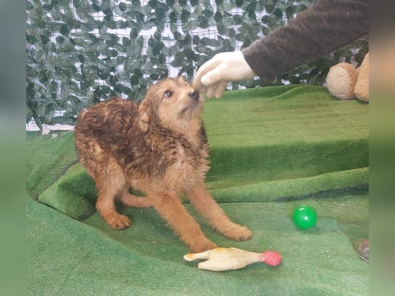 RAVEN-freundliches, verspieltes Hundekind sucht liebevolle Für-immer-Familie