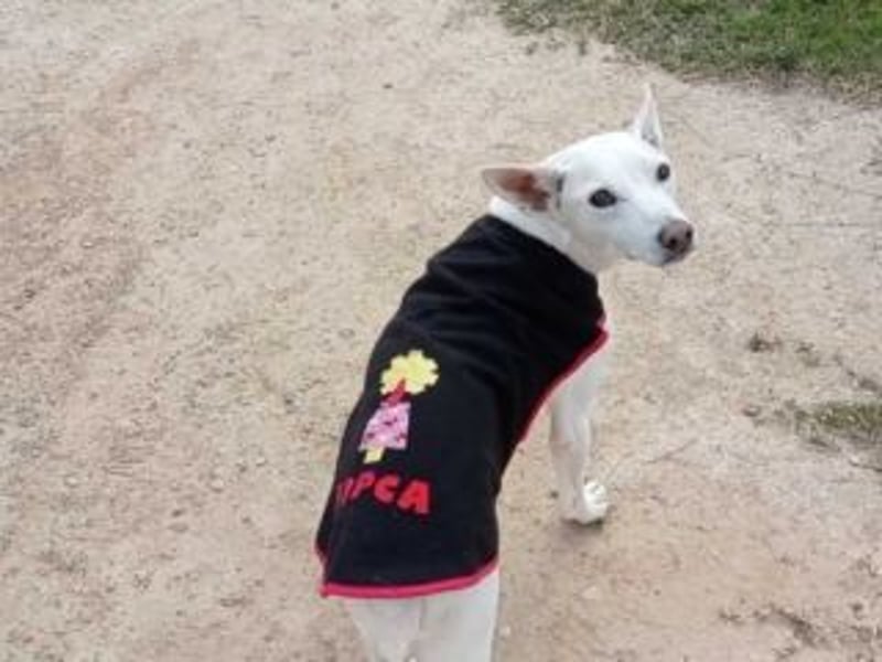 PISTOLE- ein freundlicher, menschenbezogener Hund