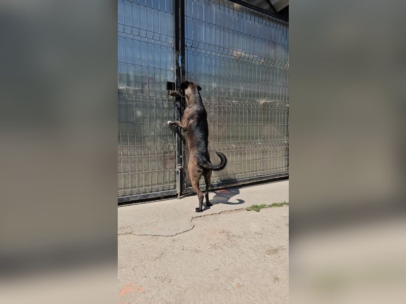 MABEL-strahlende Überleberin mit großem Herzen sucht liebevolles Für-immer-Zuhause