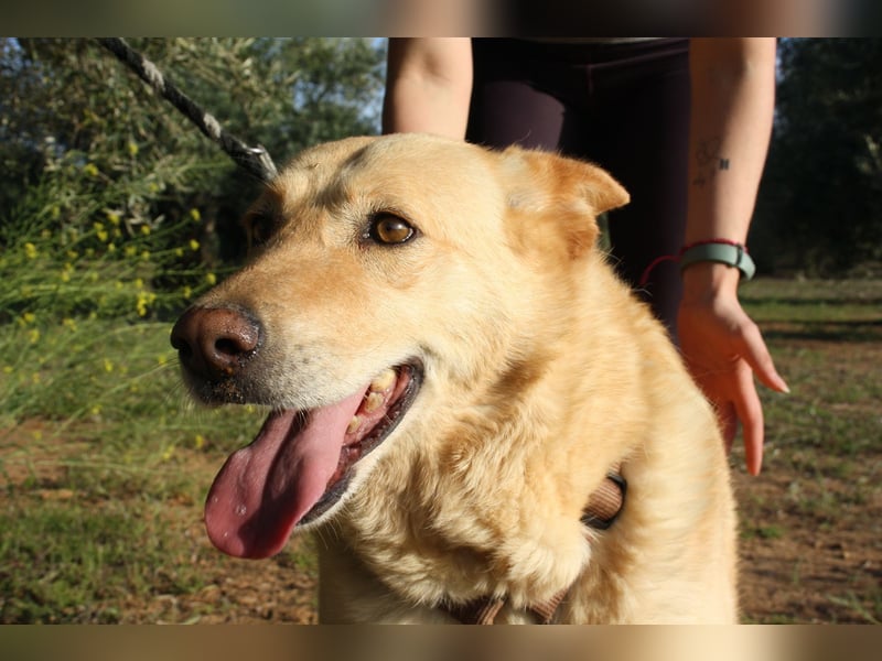 AKIRA-verschmustes, anhängliches Hundemädchen sucht ein ruhiges, liebevolles Zuhause