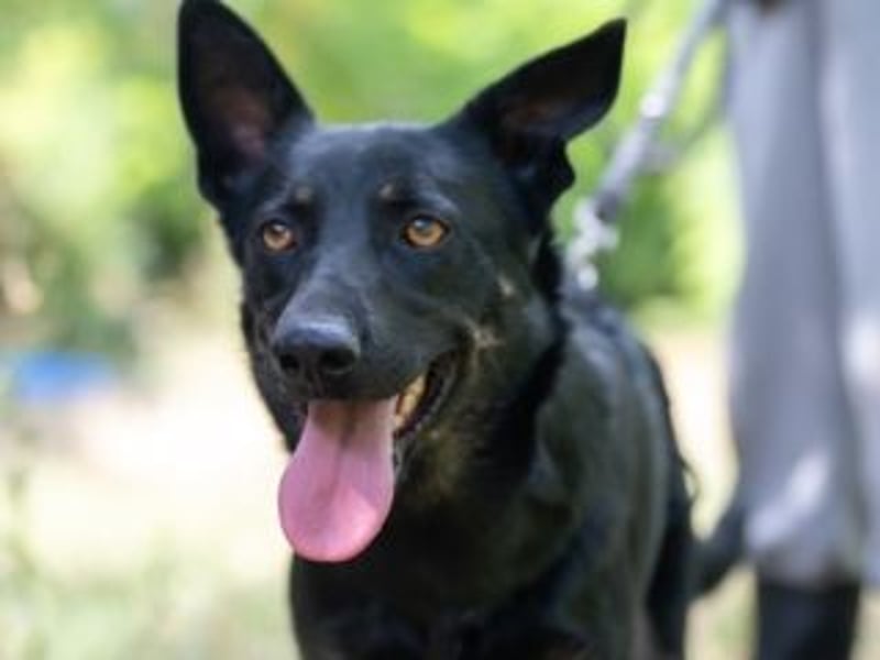 GLORIA- sehnt sich nach Liebe und Geborgenheit bei ihrer "Für-immer-Familie"