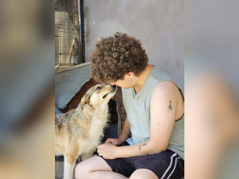 NINI - wundervolle Begleiterin sucht ihr liebevolles Für-immer-Zuhause