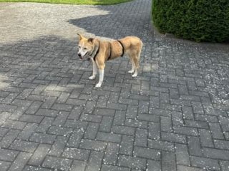 Liebevolle, hübsche MATILDA sucht endlich ein schönes, ruhiges, eigenes Zuhause