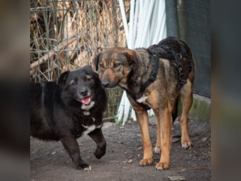 FEDORA-schüchterne Maus auf der Suche nach Liebe, Schutz, Geborgenheit