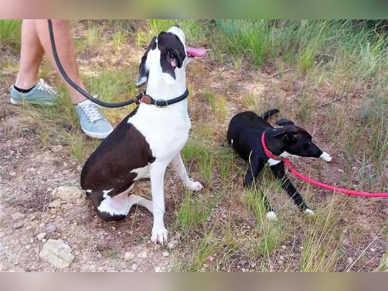 Cleo – versteht sich mit jedem