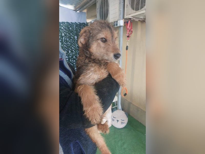 RAVEN-freundliches, verspieltes Hundekind sucht liebevolle Für-immer-Familie
