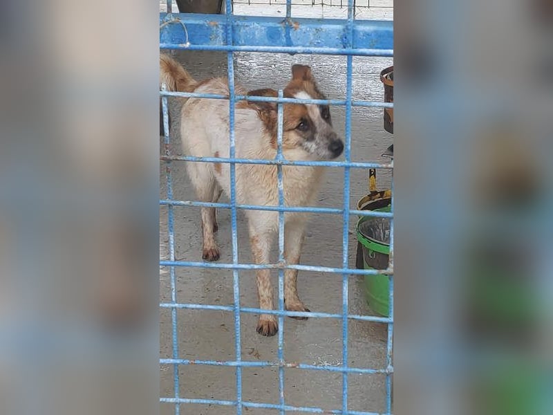 PAULINA-offen, freundlich, anhänglich sucht ihre liebevolle Für-immer-Familie