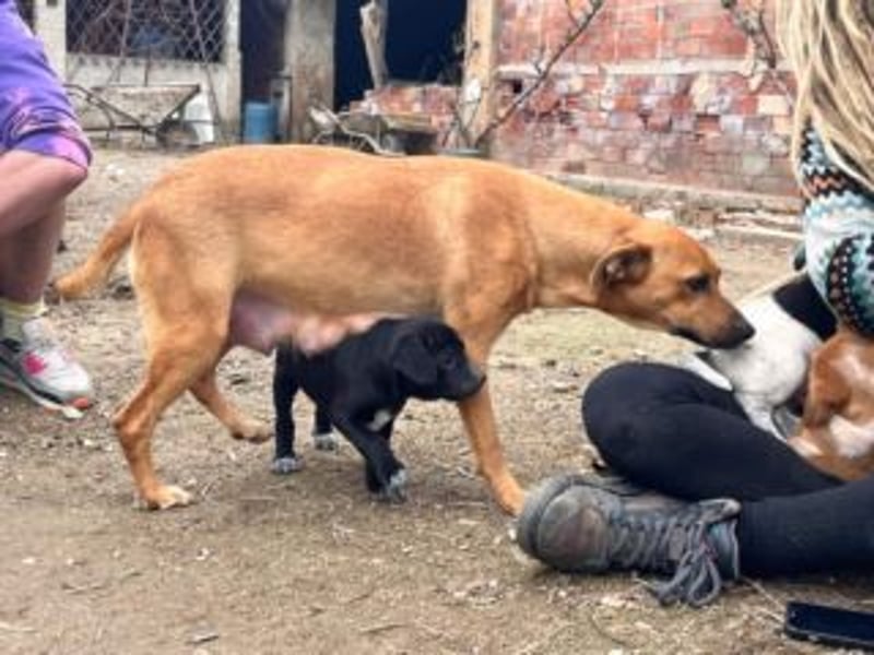 NANI- junge Hundemama mit großem Herzen sucht ihr eigenes Zuhause