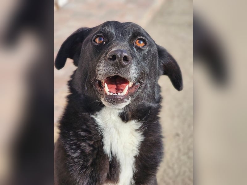 JAX -einer der „liebsten und freundlichsten Hunde, die wir je im Tierheim hatten“