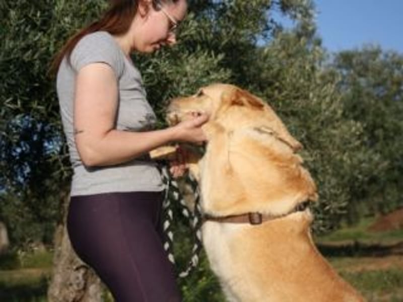 AKIRA-verschmustes, anhängliches Hundemädchen sucht ein ruhiges, liebevolles Zuhause