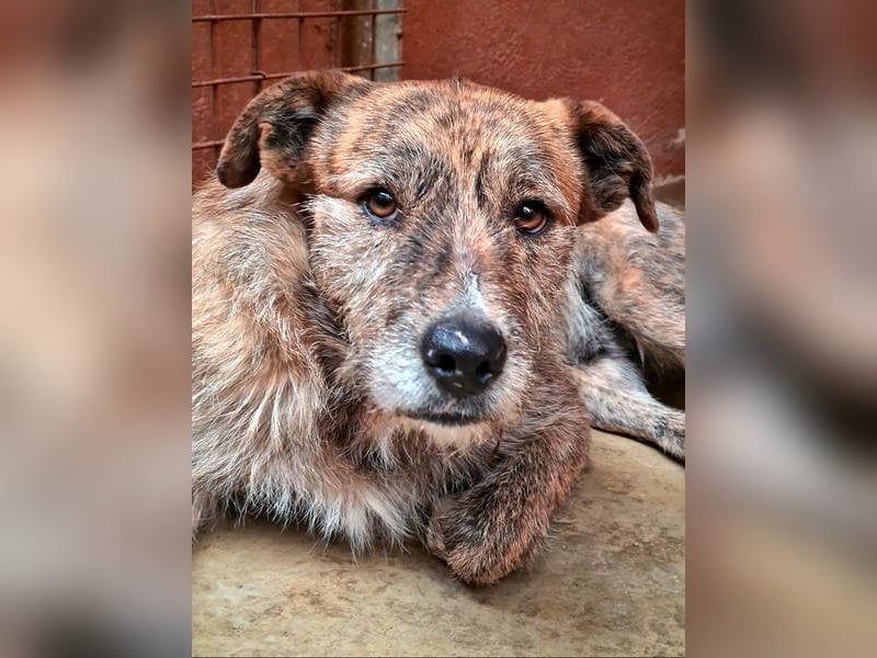 NELSON-kleiner Träumer, sanft,ruhig Seele, wartet sehnsüchtig auf sein liebevolles Für-immer-Zuhause