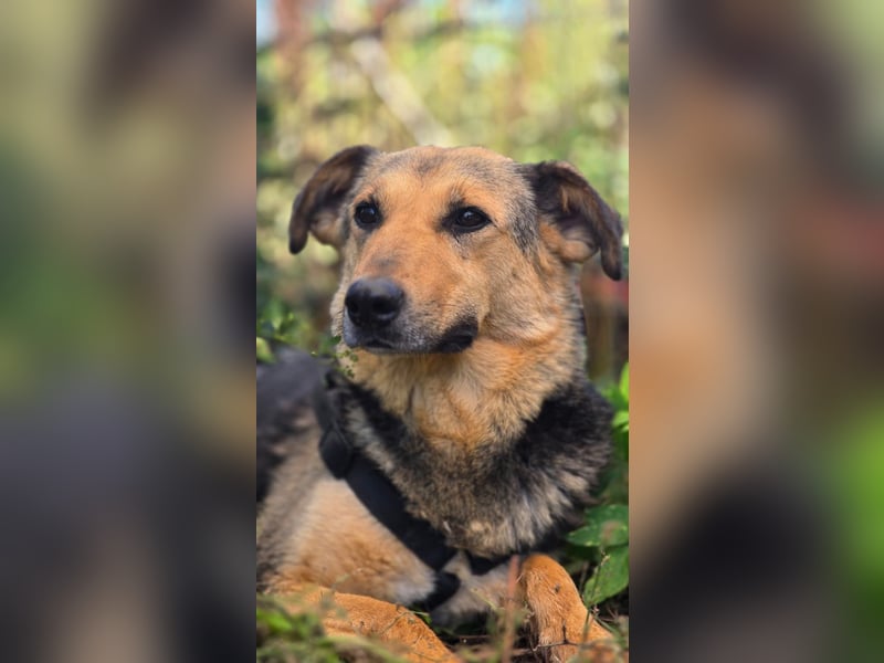 SAADET-freundliche, liebe und herzensgute Hündin wartet auf ihre Chance in einer liebevollen Familie SAADET-freundliche, liebe und herzensgute Hündin wartet auf ihre Chance in einer liebevollen Familie