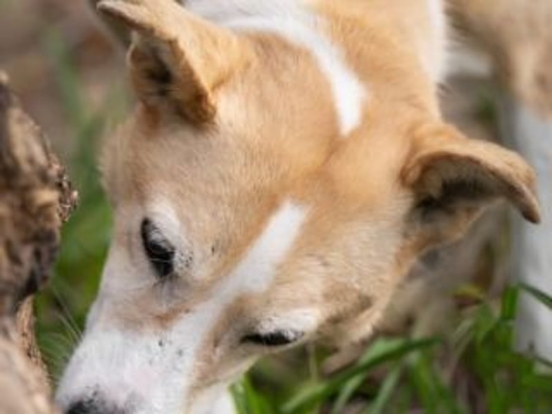 Liebevolle, hübsche MATILDA sucht endlich ein schönes, ruhiges, eigenes Zuhause