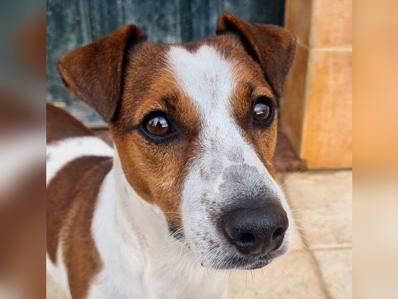 Freundlicher TOMAS-voller Lebensfreude und Optimismus wartet er sehnlichst auf seine "Für-immer-Fam"