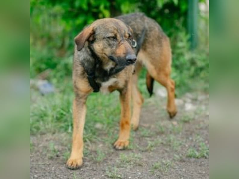 FEDORA-schüchterne Maus auf der Suche nach Liebe, Schutz, Geborgenheit