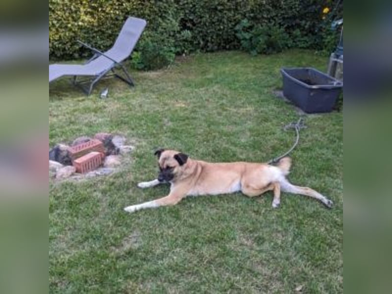 Moon (genannt Coco)-Ruhige Maus sucht liebevolle Familie