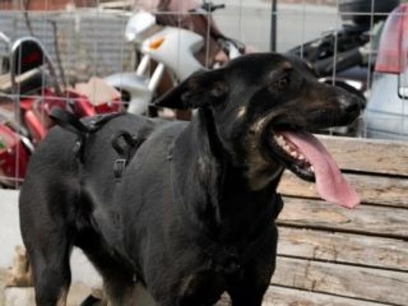 GLORIA- sehnt sich nach Liebe und Geborgenheit bei ihrer "Für-immer-Familie"