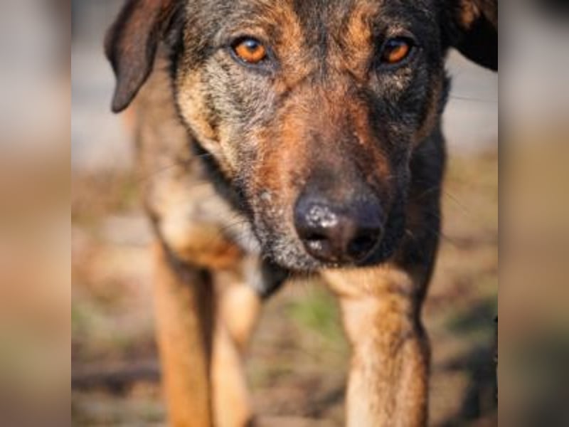 FEDORA-schüchterne Maus auf der Suche nach Liebe, Schutz, Geborgenheit