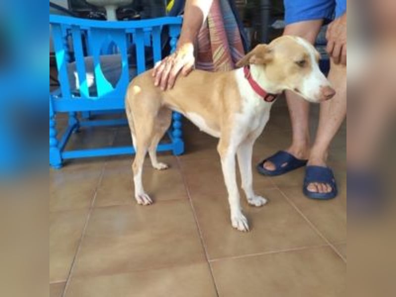 DAMA-zarte, noch etwas schüchterne, Podenco-Mädchen