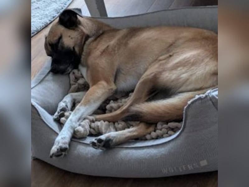 Moon (genannt Coco)-Ruhige Maus sucht liebevolle Familie