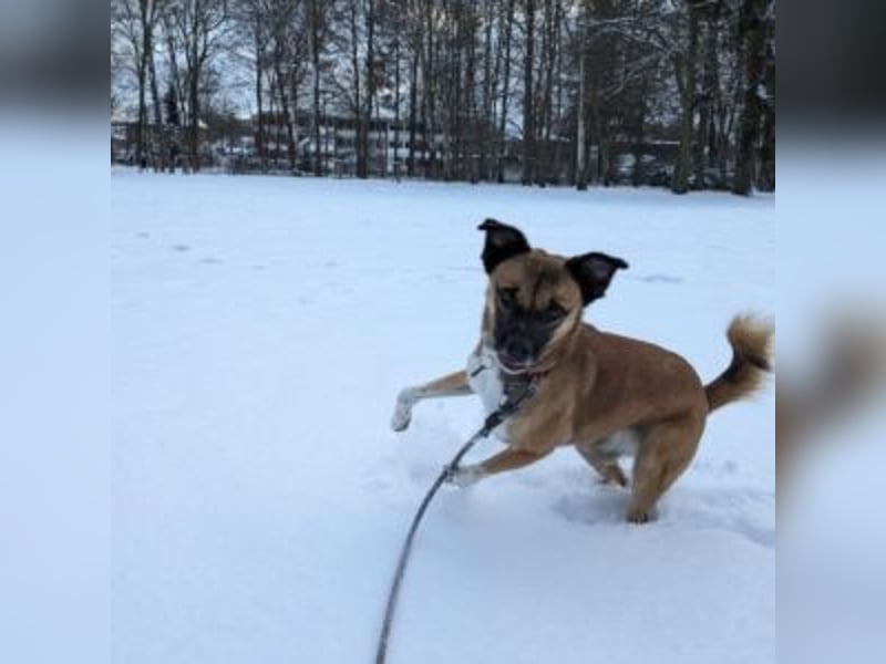 Moon (genannt Coco)-Ruhige Maus sucht liebevolle Familie