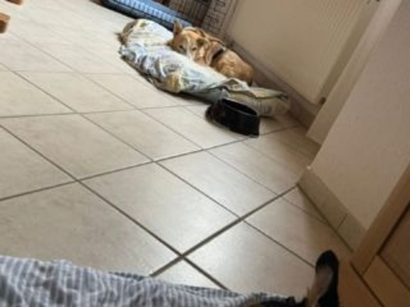 Liebevolle, hübsche MATILDA sucht endlich ein schönes, ruhiges, eigenes Zuhause