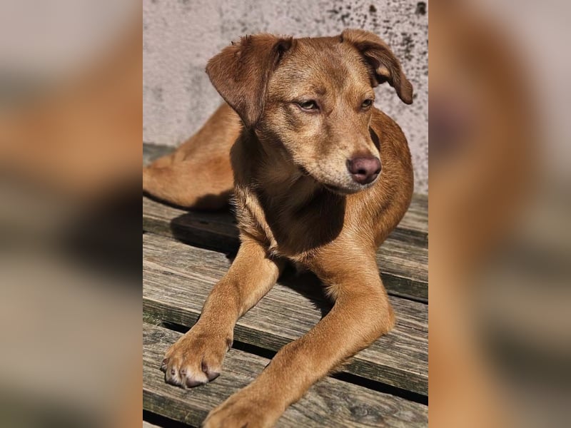 SIENA-fröhliches, freundliches Mädchen irrte alleine auf der Straße umher,auf der Suche nach Familie