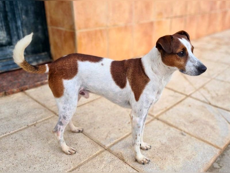 Freundlicher TOMAS-voller Lebensfreude und Optimismus wartet er sehnlichst auf seine "Für-immer-Fam"