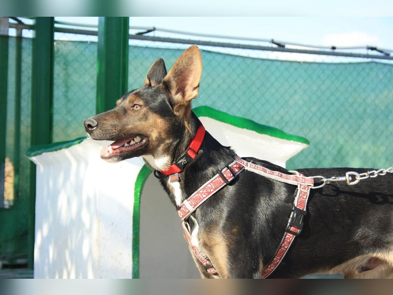 DONKOR-Schönheit mit glänzendem schwarz-braunem Fell sucht einfühlsame, geduldige liebevolle Mensche