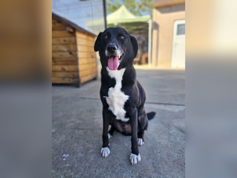 JAX -einer der „liebsten und freundlichsten Hunde, die wir je im Tierheim hatten“