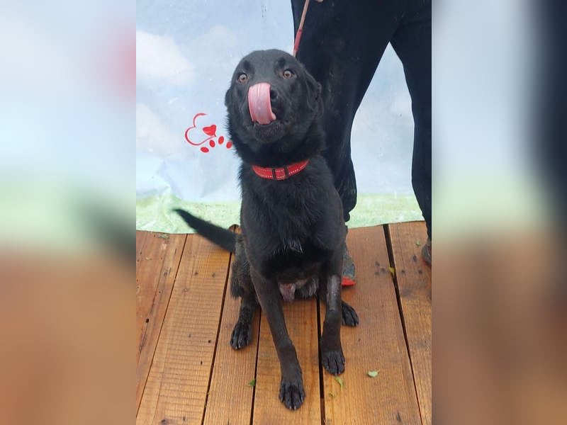 SCOUT-welche liebevolle Familie holt mich aus diesem schrecklichen, kalten, lauten Zwinger?