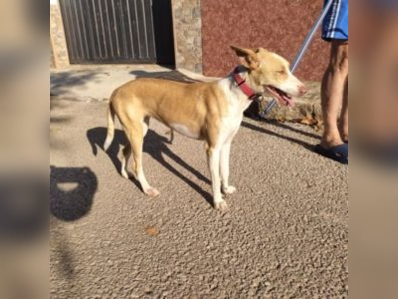 DAMA-zarte, noch etwas schüchterne, Podenco-Mädchen