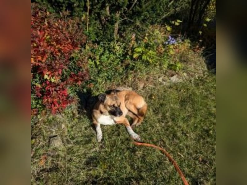 Moon (genannt Coco)-Ruhige Maus sucht liebevolle Familie