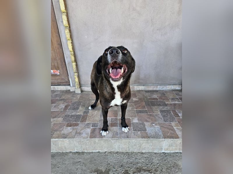 MABEL-strahlende Überleberin mit großem Herzen sucht liebevolles Für-immer-Zuhause