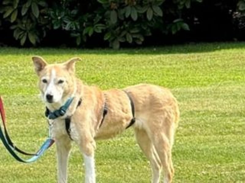Liebevolle, hübsche MATILDA sucht endlich ein schönes, ruhiges, eigenes Zuhause