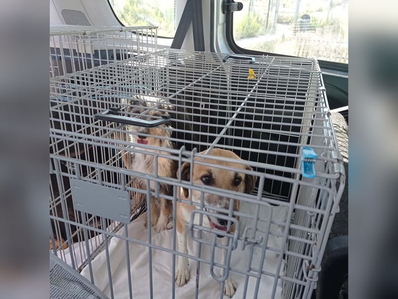 Wunderschöne PIRANA- sucht ein liebevolles Zuhause