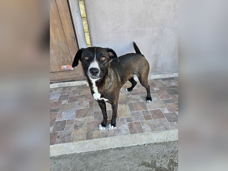 MABEL-strahlende Überleberin mit großem Herzen sucht liebevolles Für-immer-Zuhause