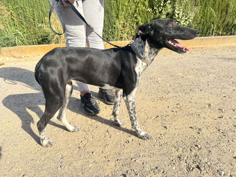 UBER-gesellig, lustig,verspielt,anhänglich, liebt Mensch und Hund,wartet sehnsüchtig auf ihr Zuhause