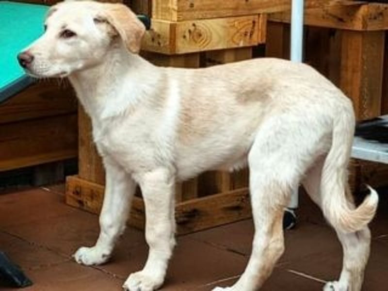 ASLAND-Ein junger Hund, der endlich ankommen möchte