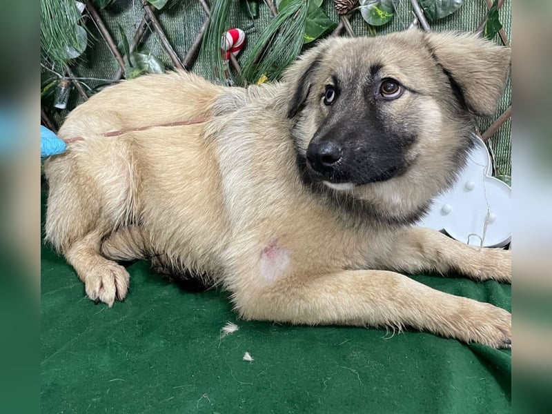 DIESEL-ruhiger, eher scheuer Hundebub wartet sehnsüchtig auf sein Für-immer-Zuhause