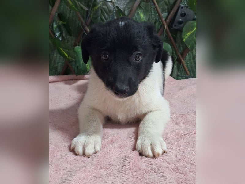 HENRY-kleiner, schüchterner Bub wartet sehnsüchtig auf ein liebevolles Zuhause