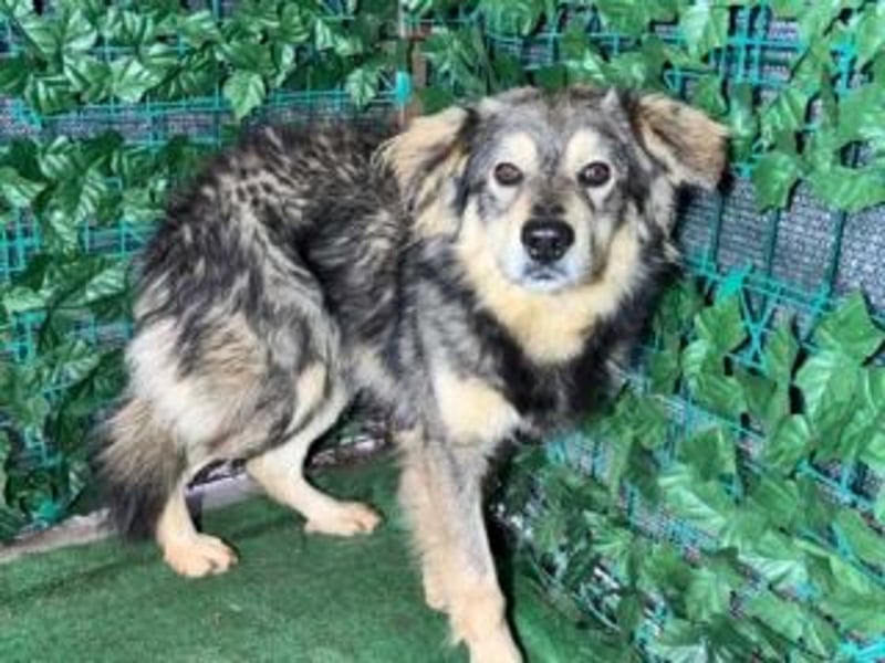 MICKY-liebesbedürftiger, ausgesprochen hübscher Bub wartet sehnsüchtig auf seine Familie