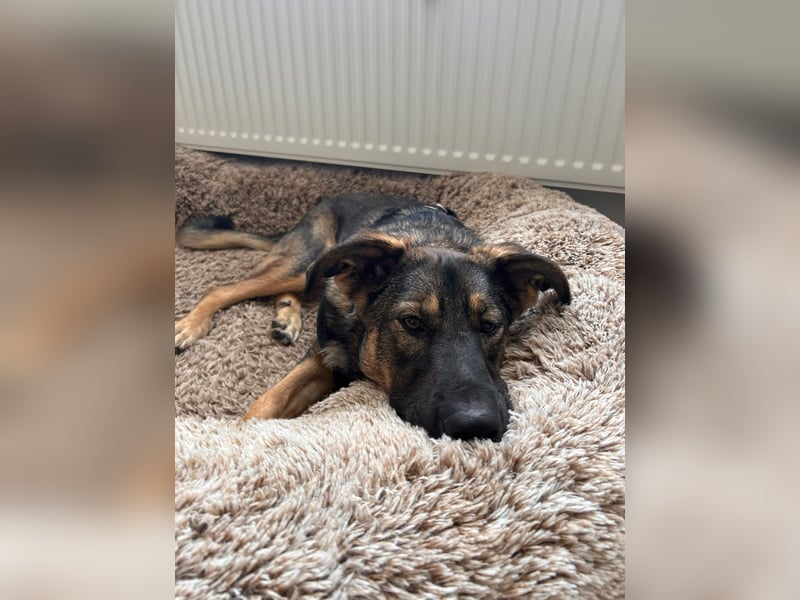 SOPHIE-Vielleicht können genau Sie sichin diesem Moment vorstellen, Sophie ein Zuhause zu geben.
