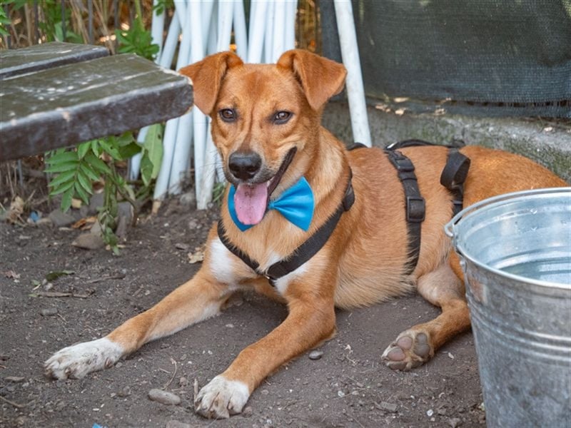 MANGO-genießt Aufmerksamkeit und schmusen